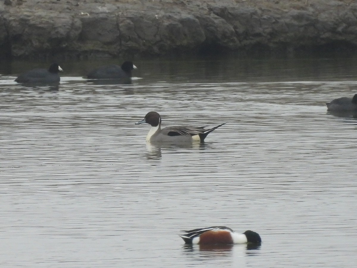 Northern Pintail - ML646999812