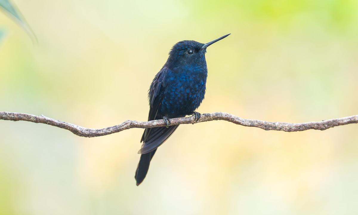 Royal Sunangel - ML646999819