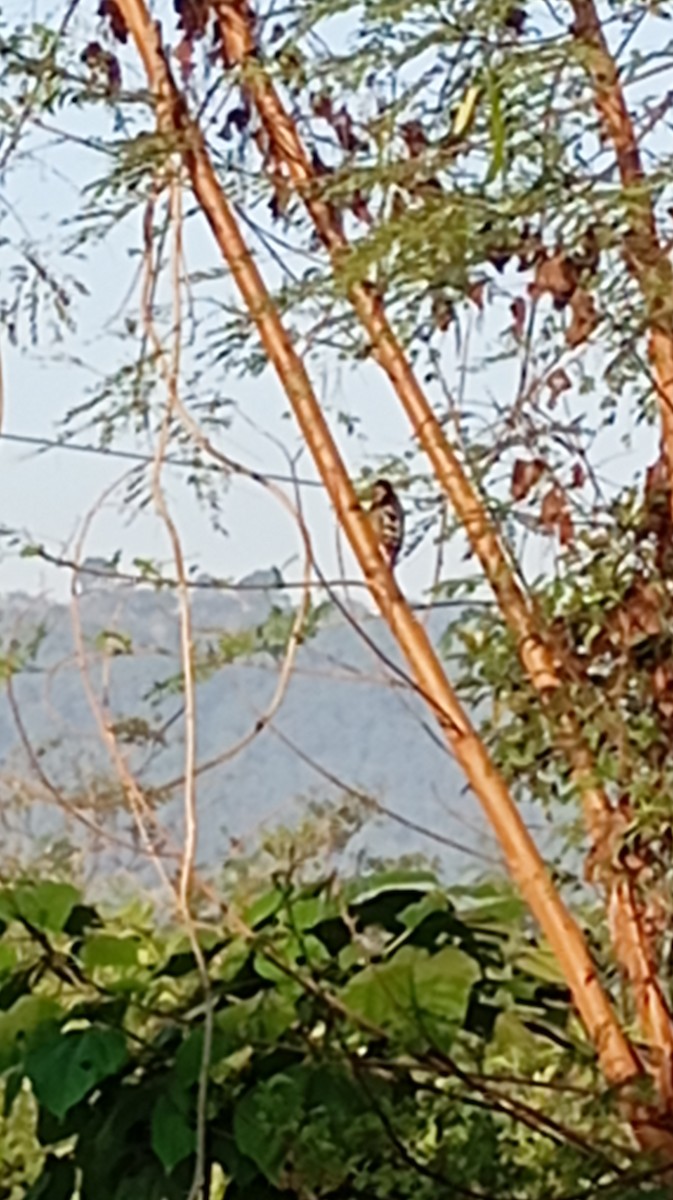 Fulvous-breasted Woodpecker - ML646999822