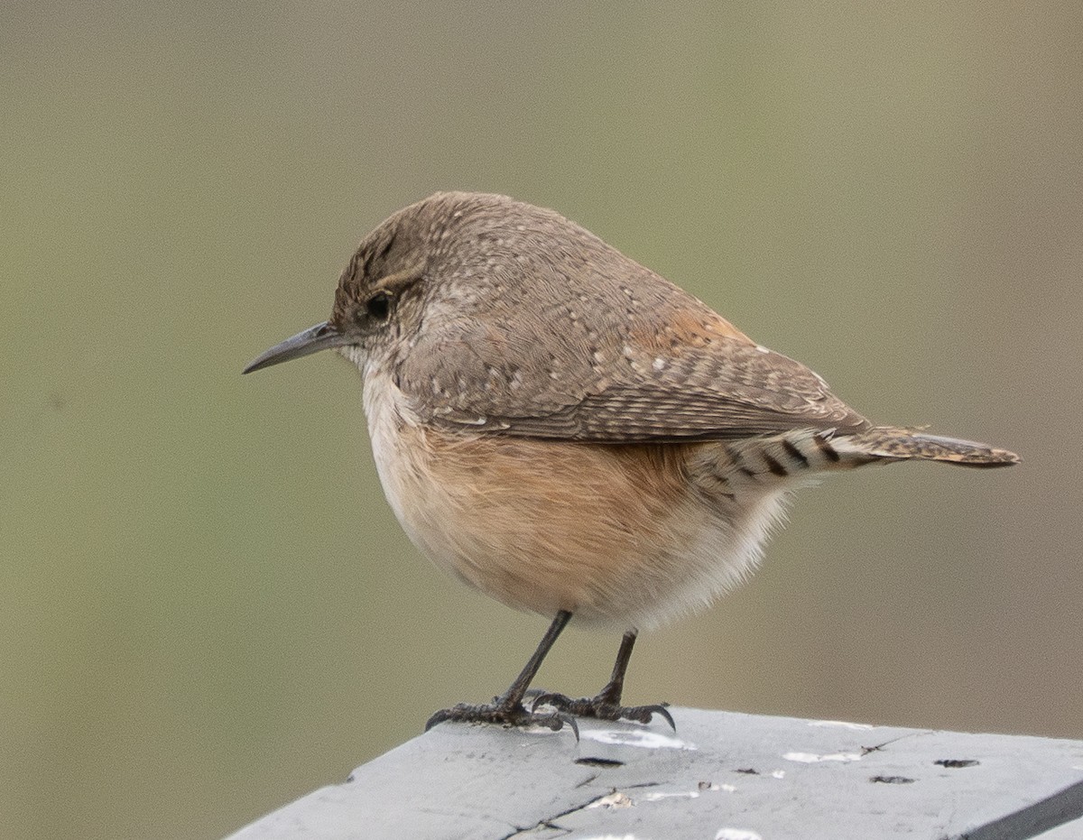 steinursmett - ML646999823