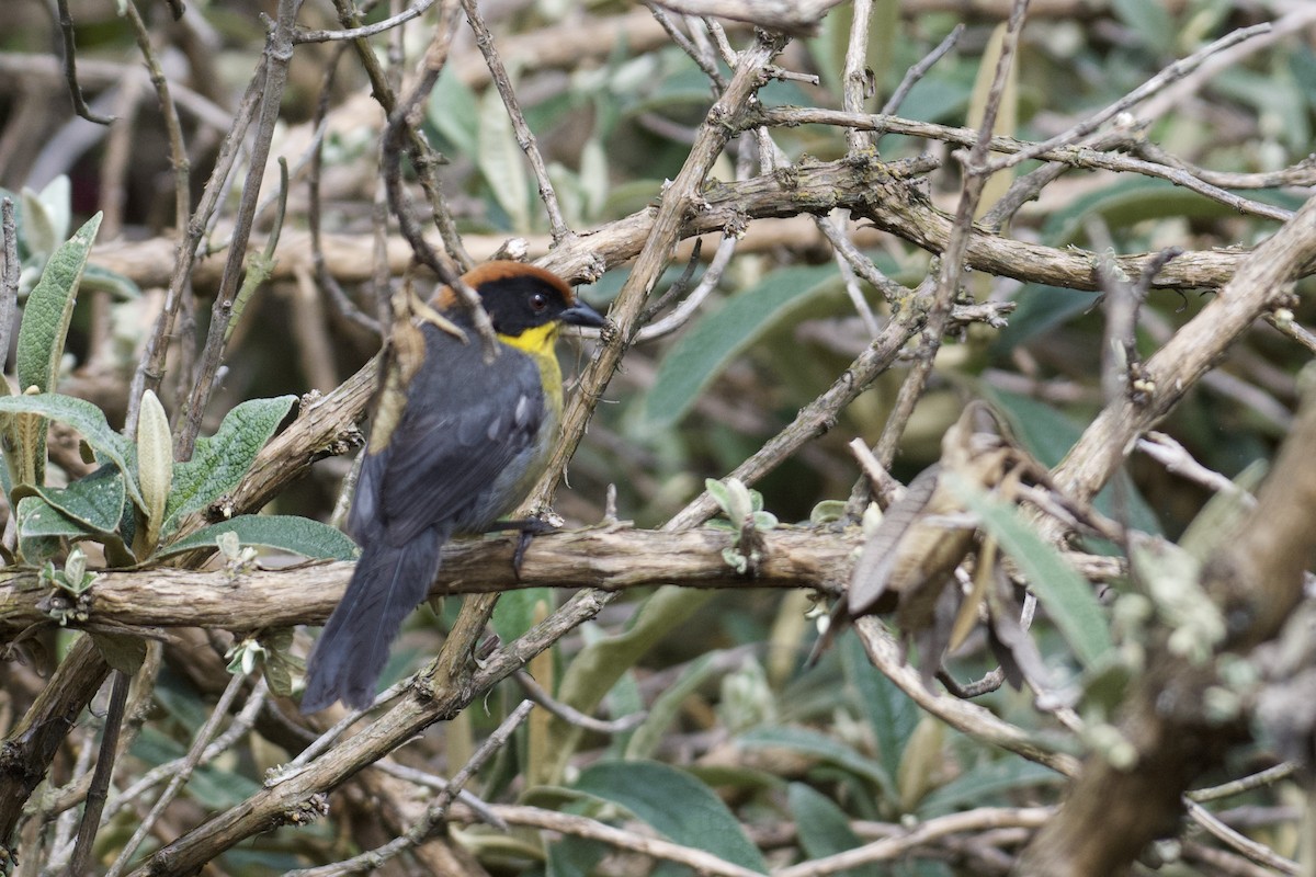 Yellow-breasted Brushfinch - ML646999824