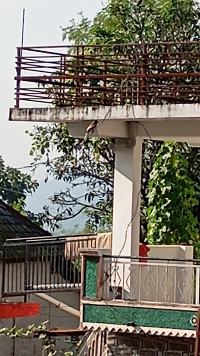 Rufous Treepie - ML646999831