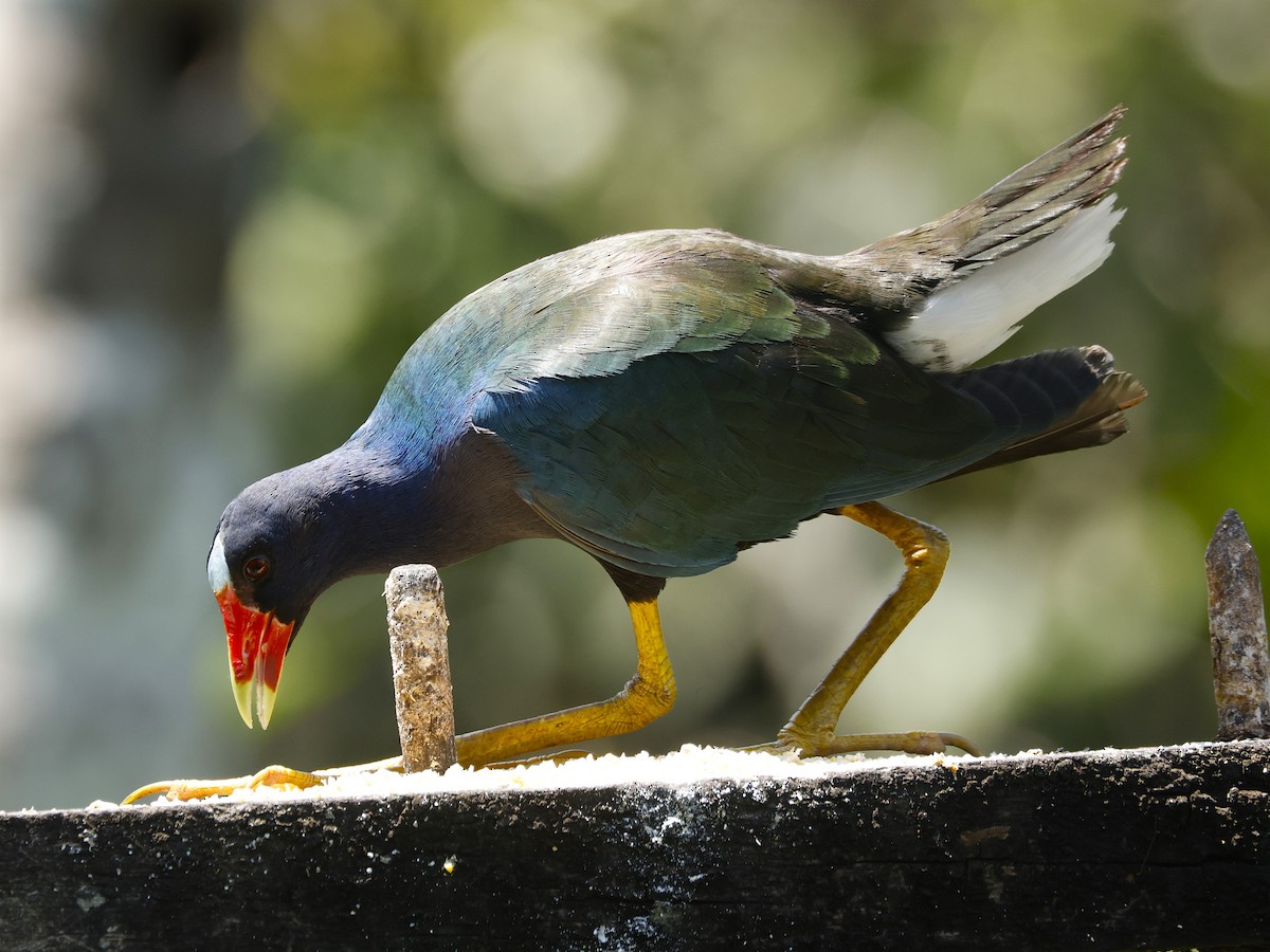 Uroilo urdin amerikarra - ML646999840