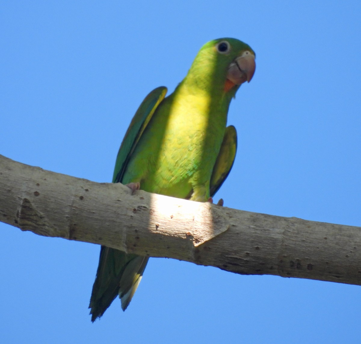 Toui à menton d'or - ML646999842