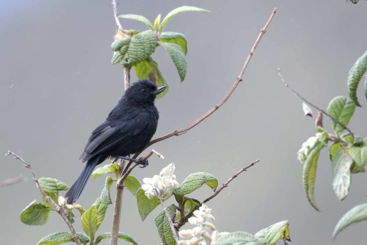 Black Flowerpiercer - ML646999846