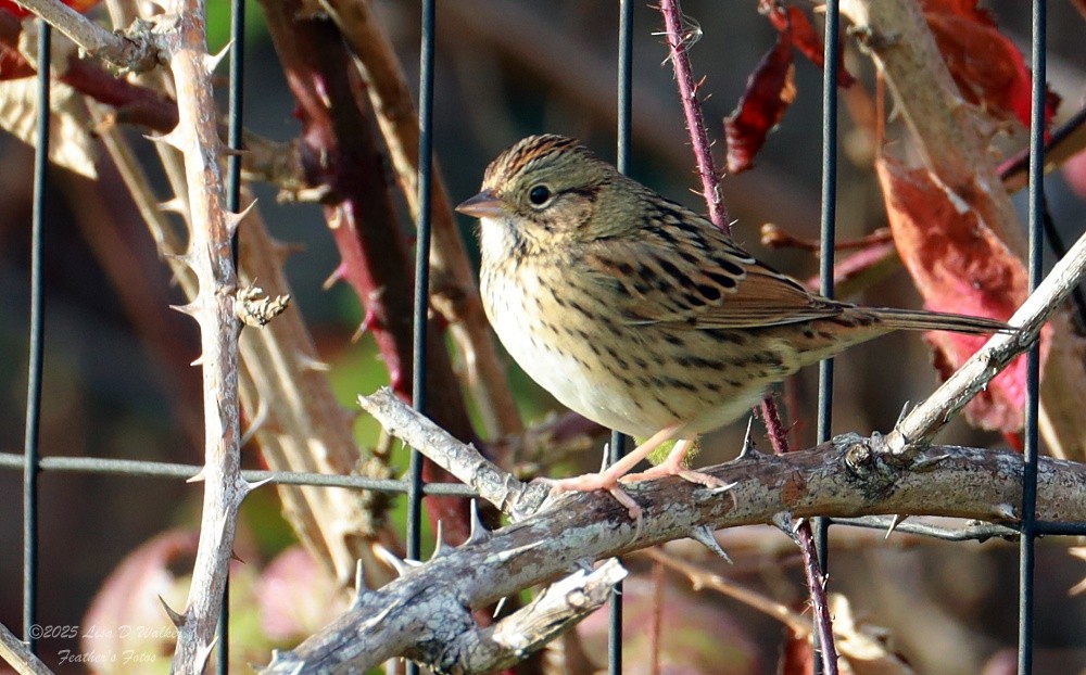 Lincoln's Sparrow - ML646999848