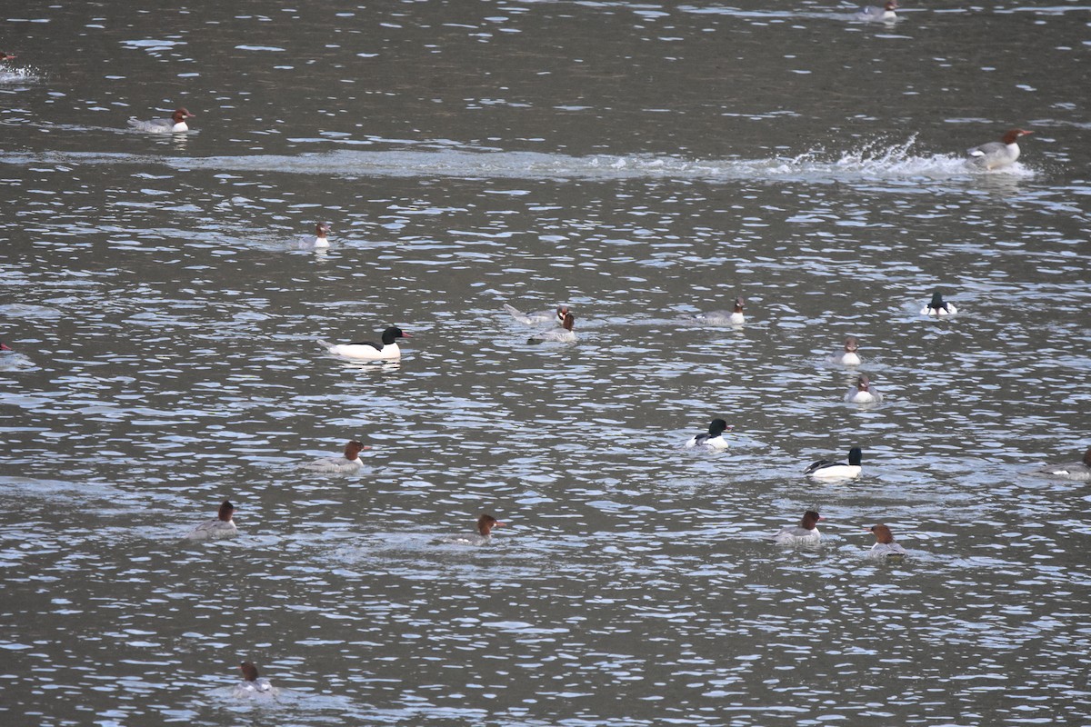 Common Merganser (North American) - ML646999850