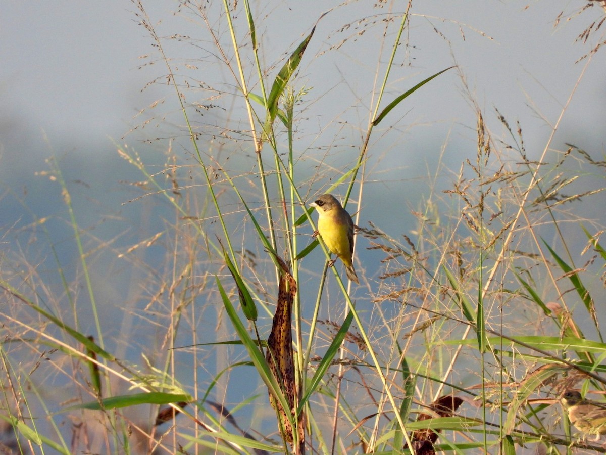 Black-headed Bunting - ML646999872