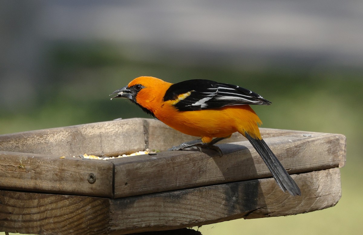 Altamira Oriole - ML646999874