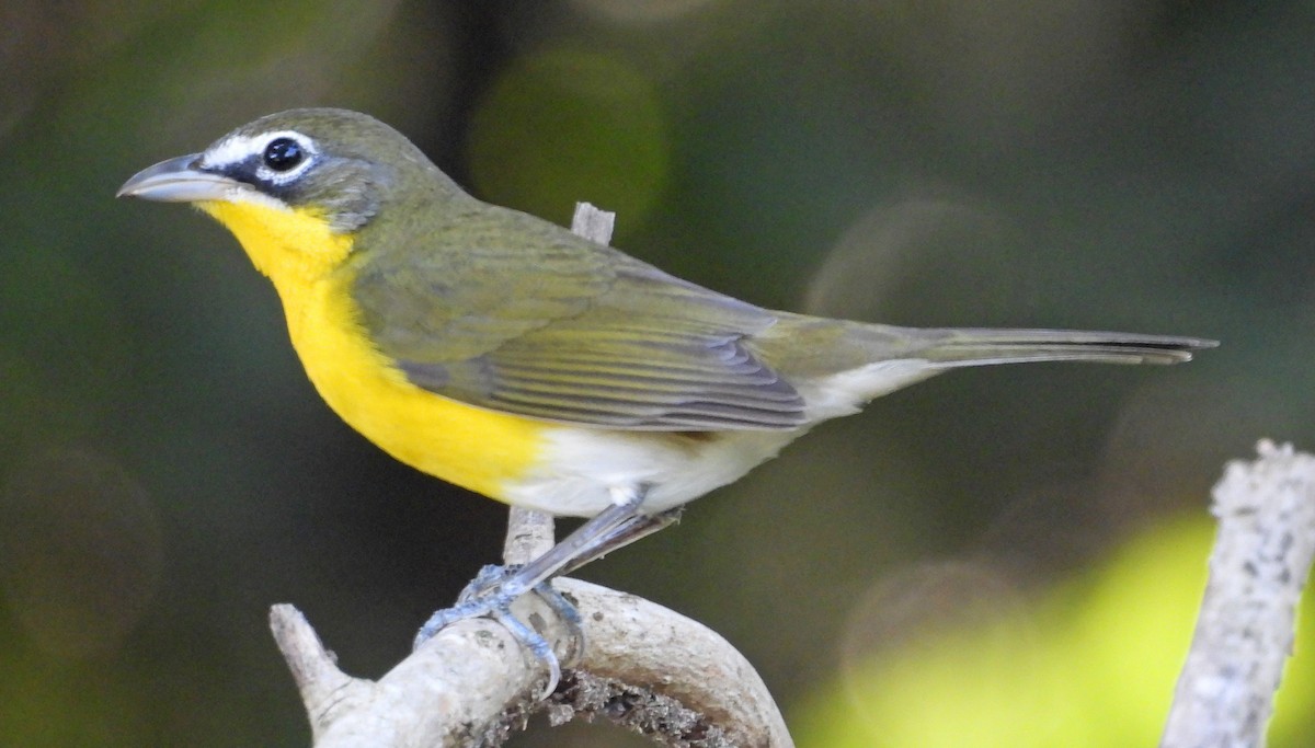 Ictérie polyglotte - ML646999879