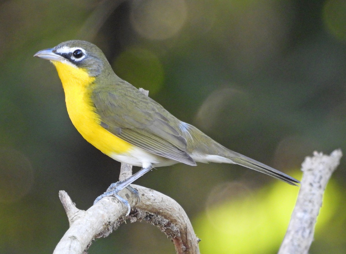 Ictérie polyglotte - ML646999880