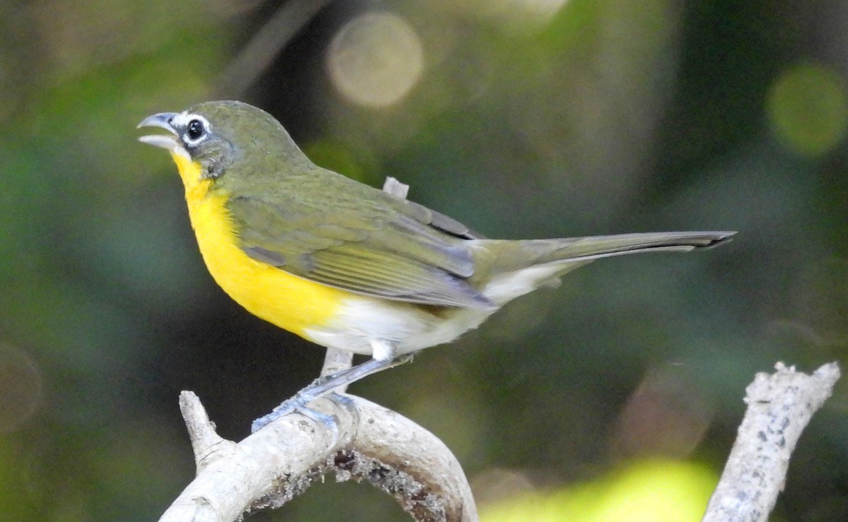 Ictérie polyglotte - ML646999882