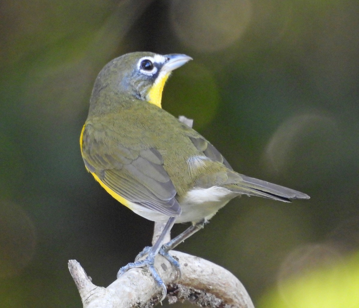 Ictérie polyglotte - ML646999883