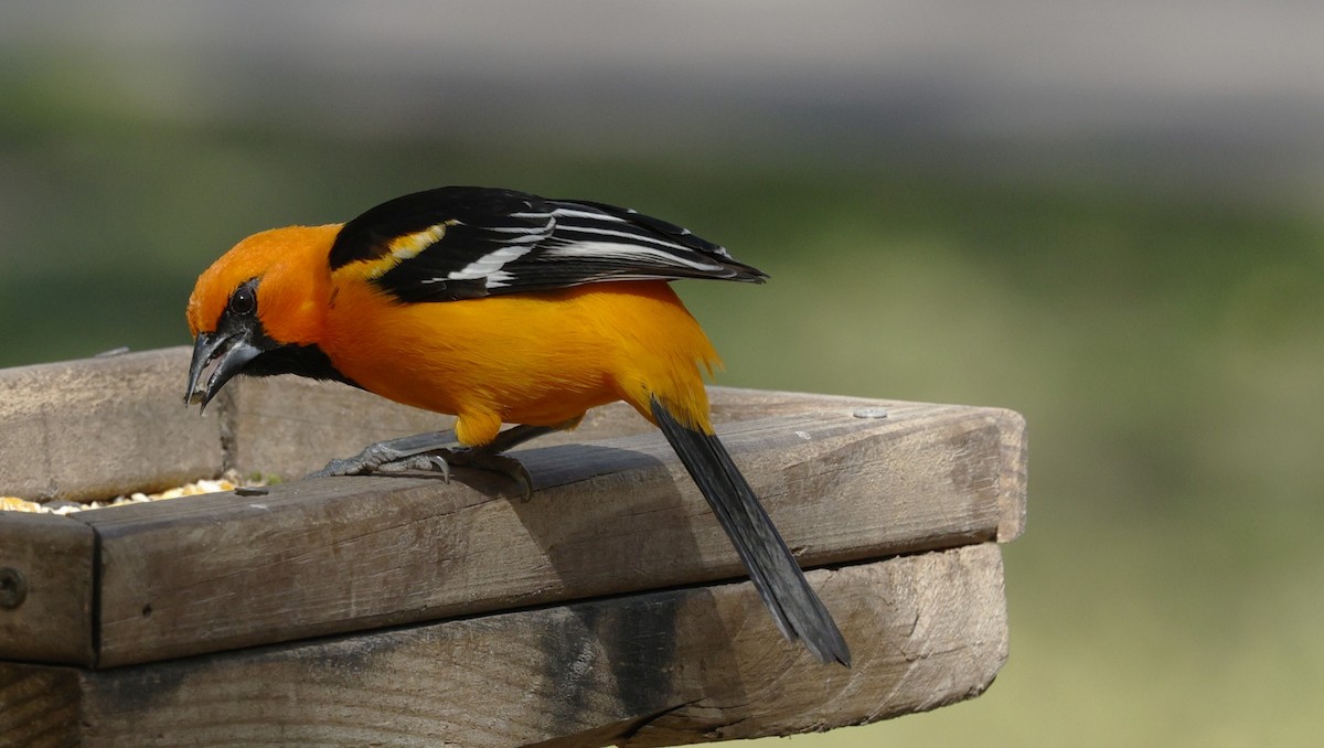 Altamira Oriole - ML646999884
