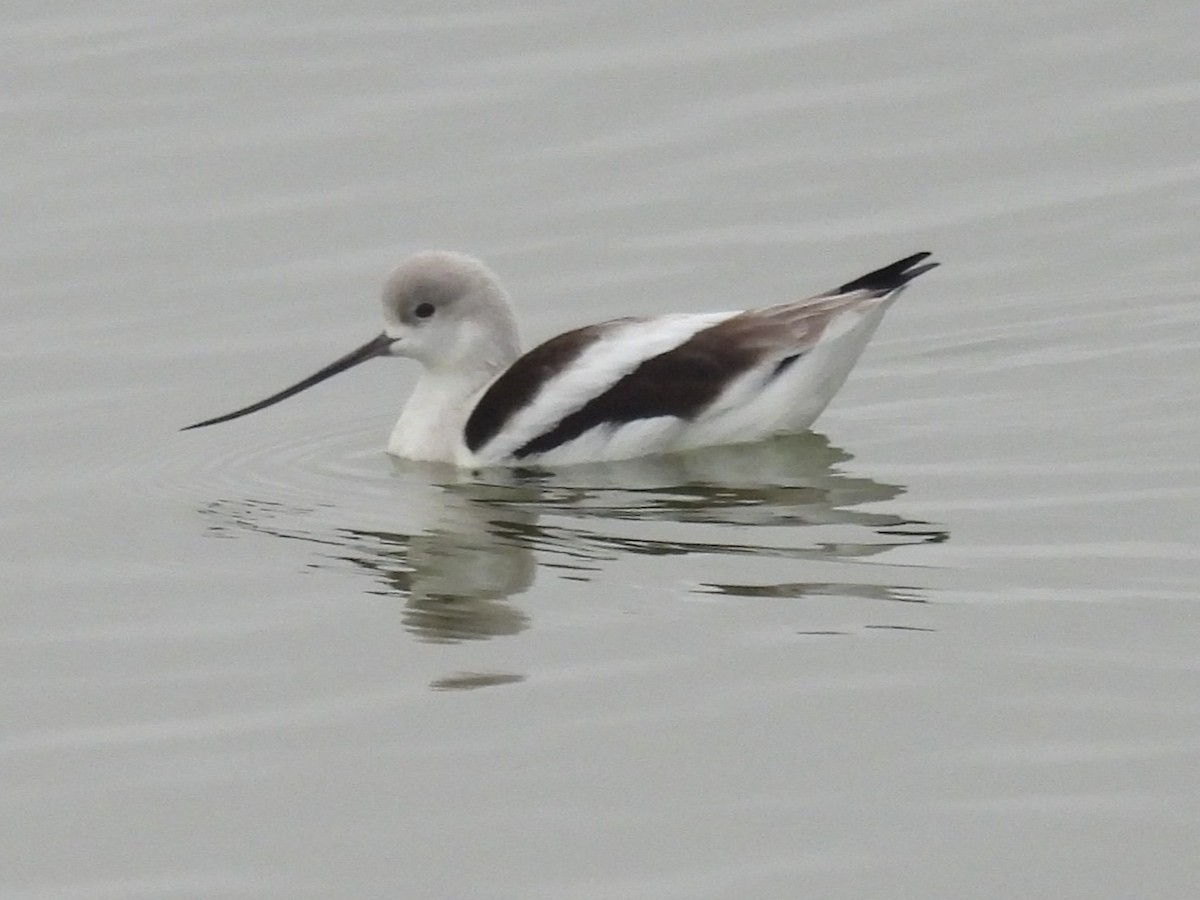 American Avocet - ML646999886