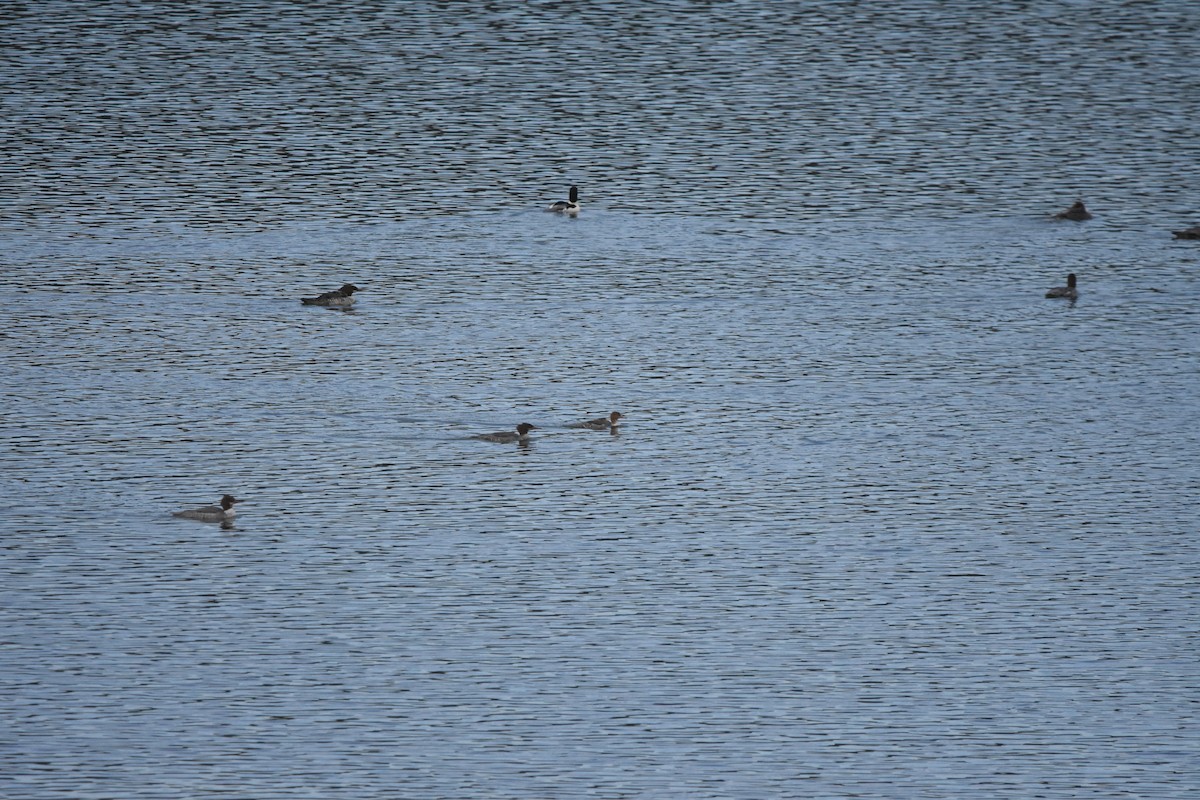 מרגון בינוני - ML646999887