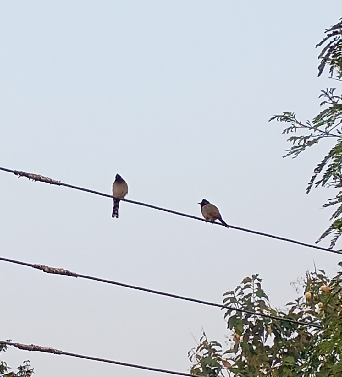 Red-vented Bulbul - ML646999888