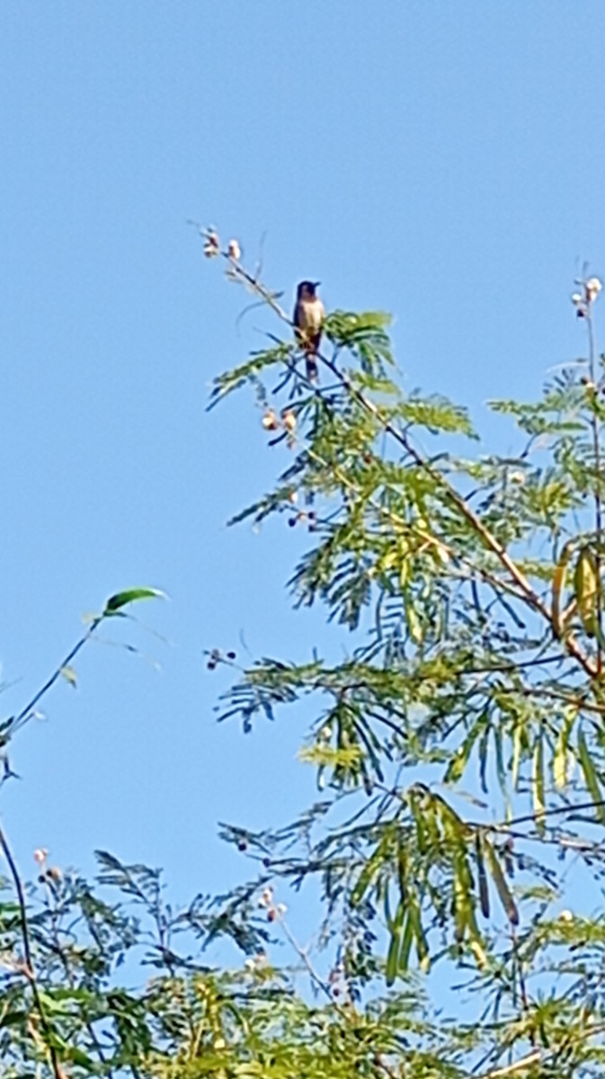 Red-vented Bulbul - ML646999891