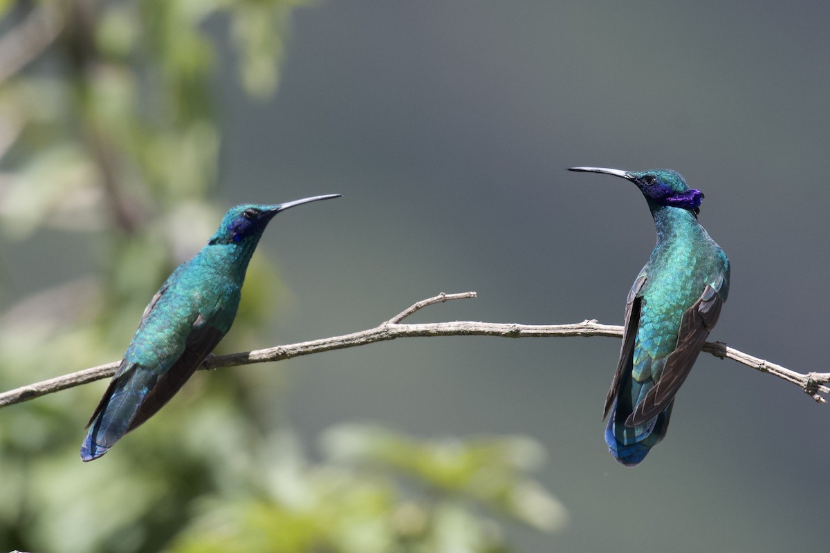 Sparkling Violetear - ML646999892