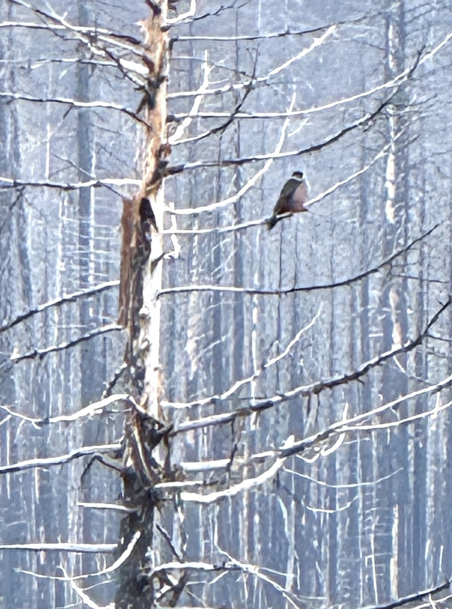 Lewis's Woodpecker - ML646999897