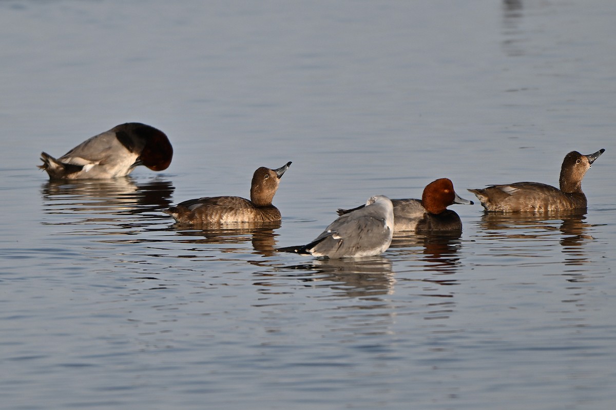 Redhead - ML646999898