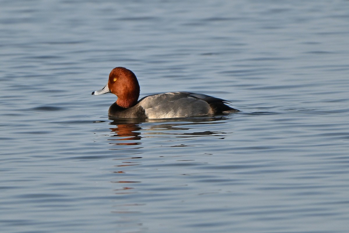 Redhead - ML646999899