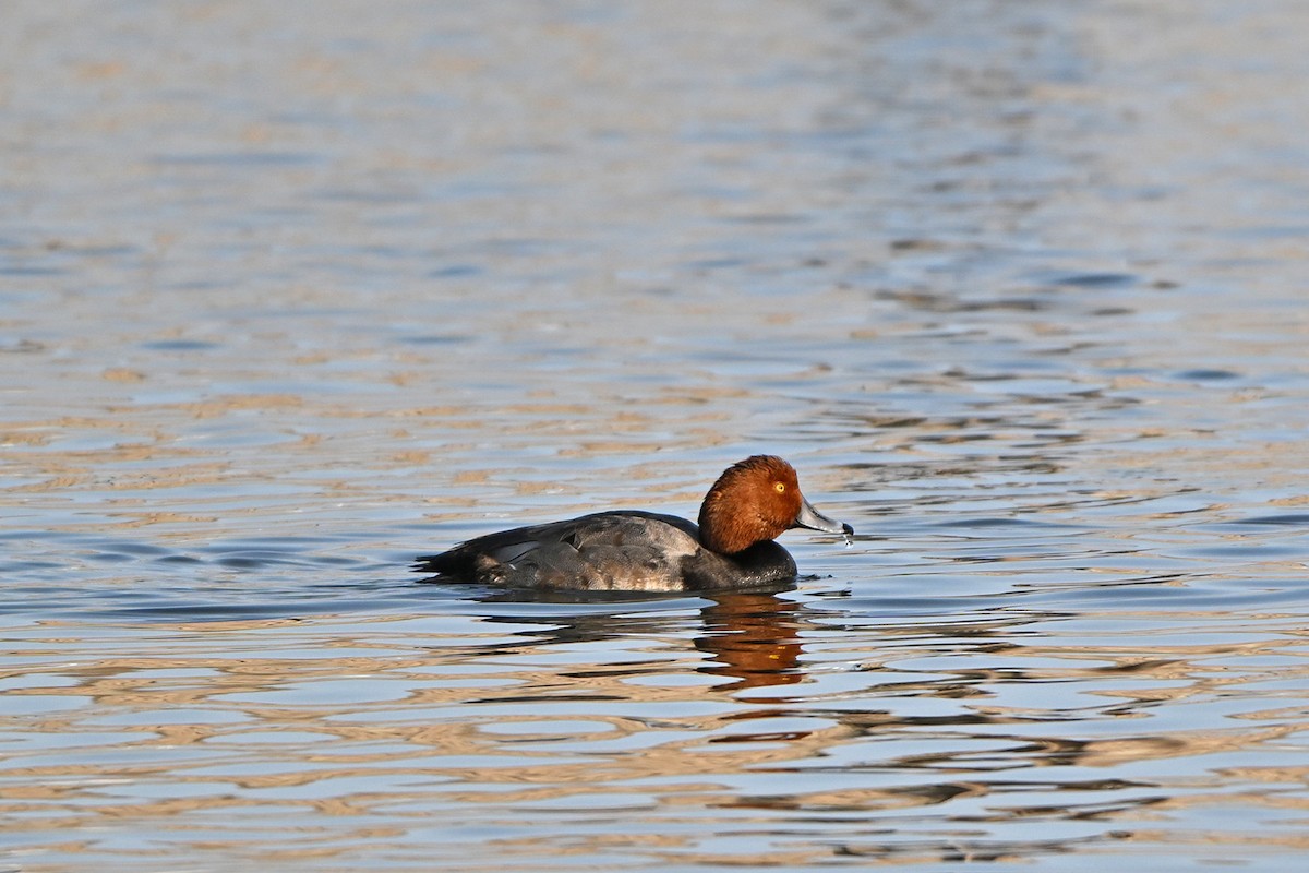 Redhead - ML646999900