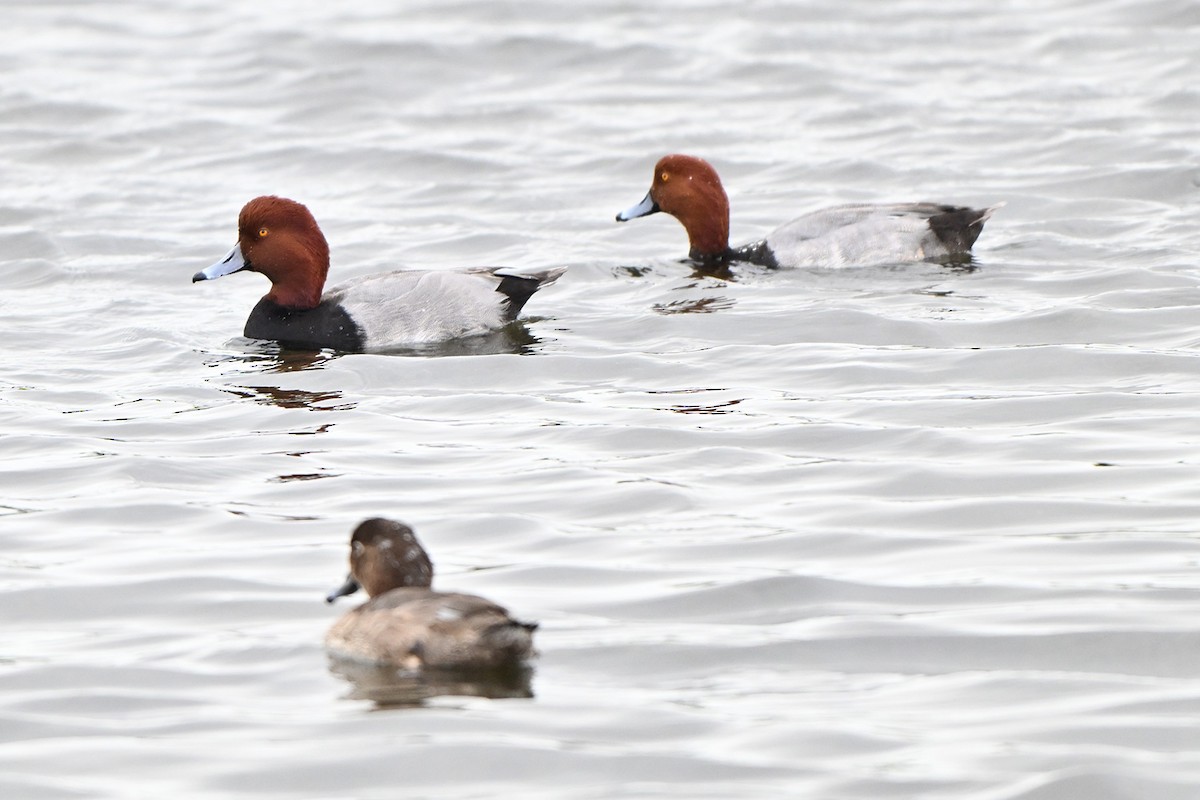 Redhead - ML646999901