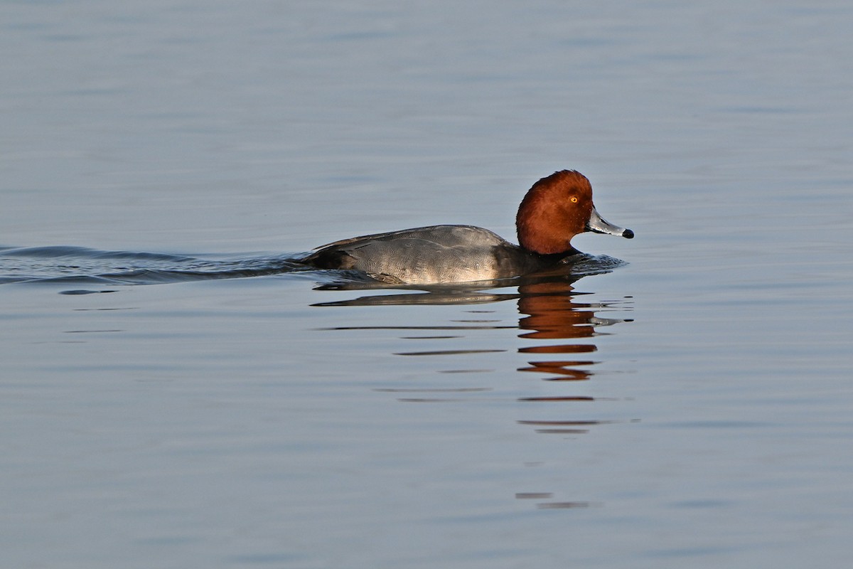 Redhead - ML646999902