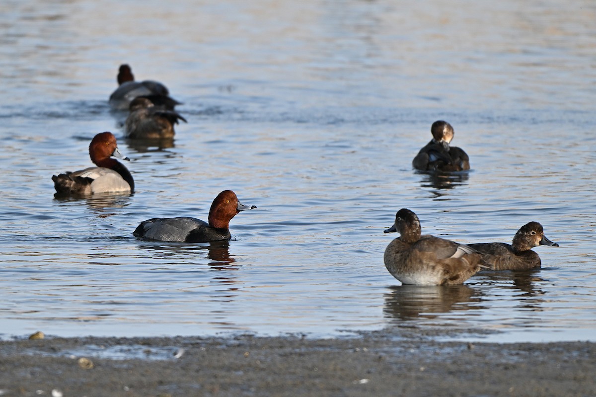 Redhead - ML646999903