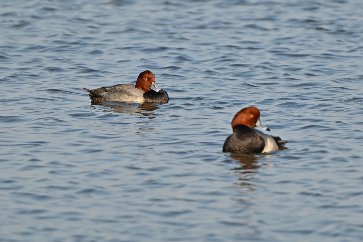 Redhead - ML646999904