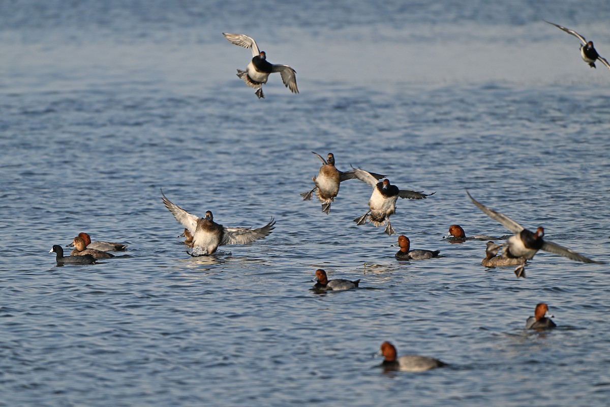 Redhead - ML646999905