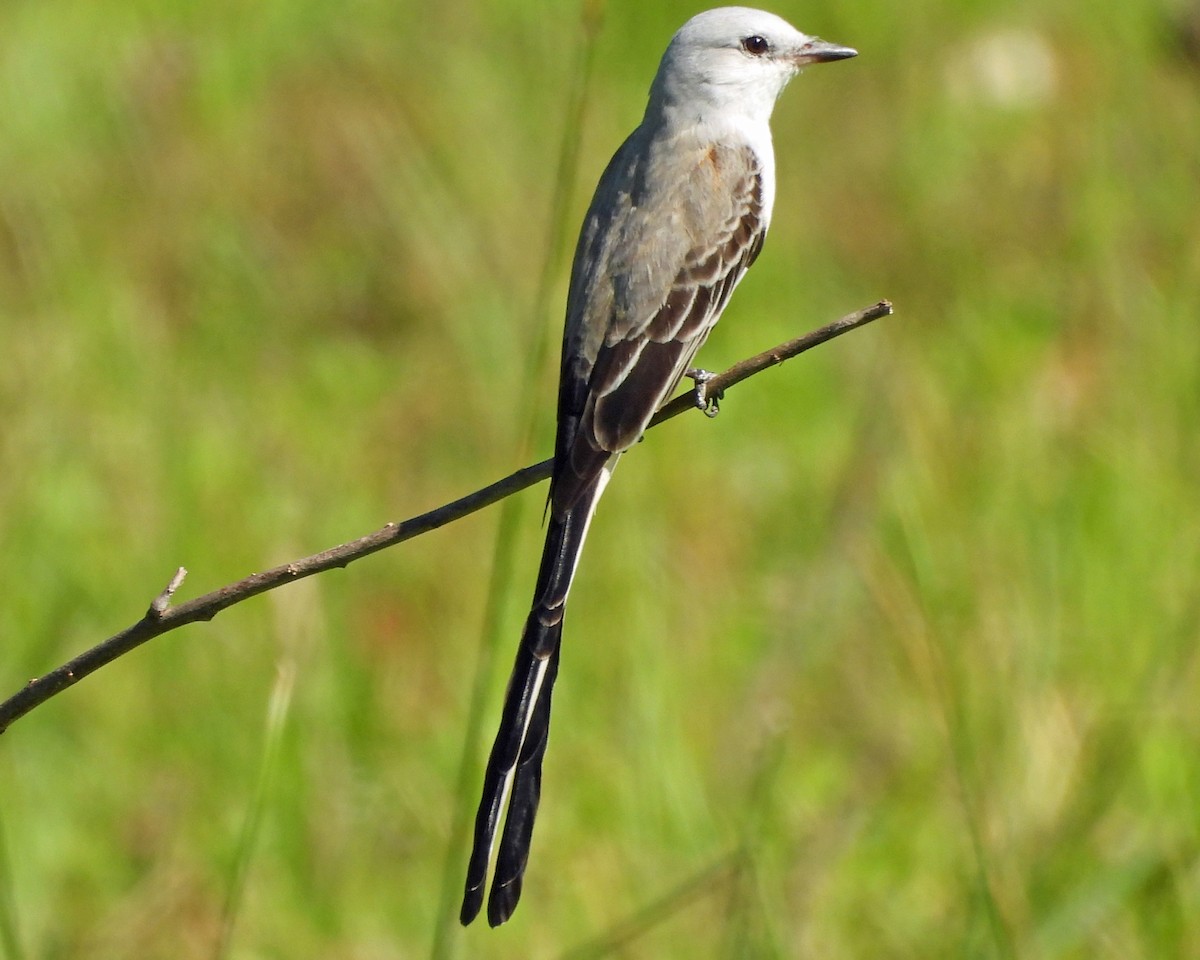 Tyran à longue queue - ML646999906