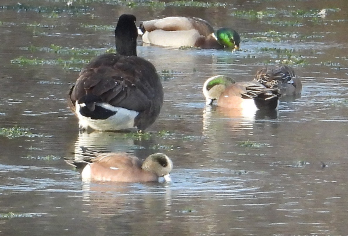 American Wigeon - ML646999912