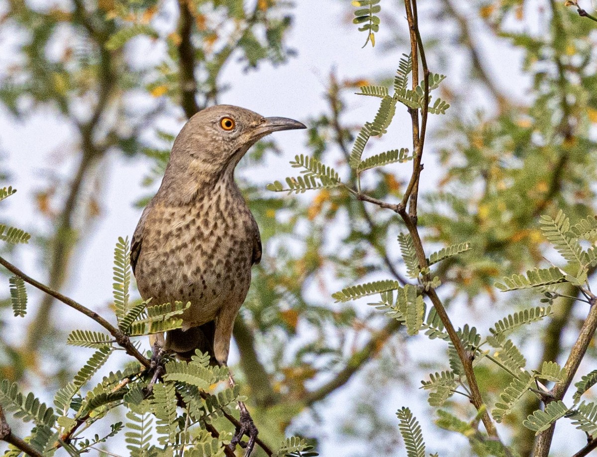 Кактусовый пересмешник - ML646999918