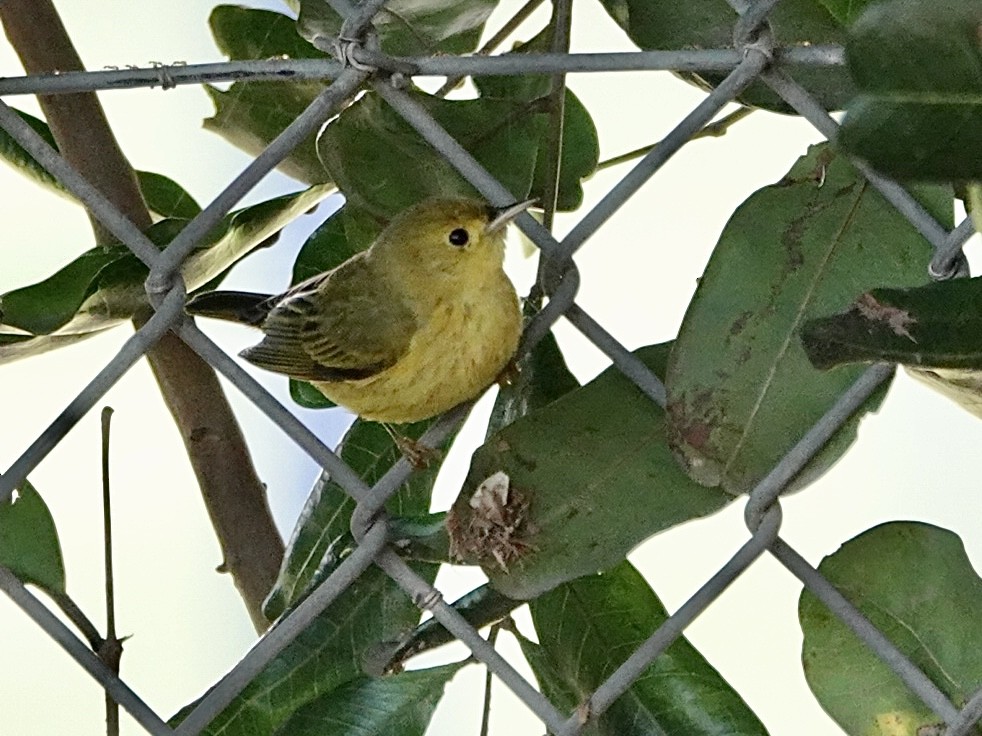 Northern Yellow Warbler - ML646999919