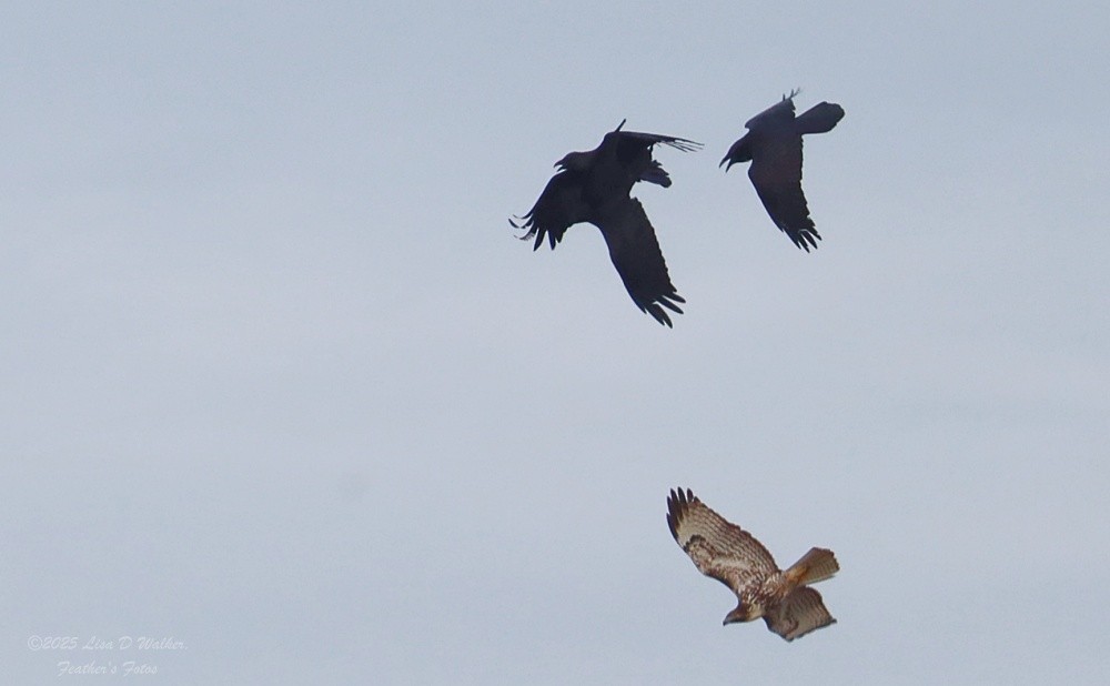 Red-tailed Hawk - ML646999922