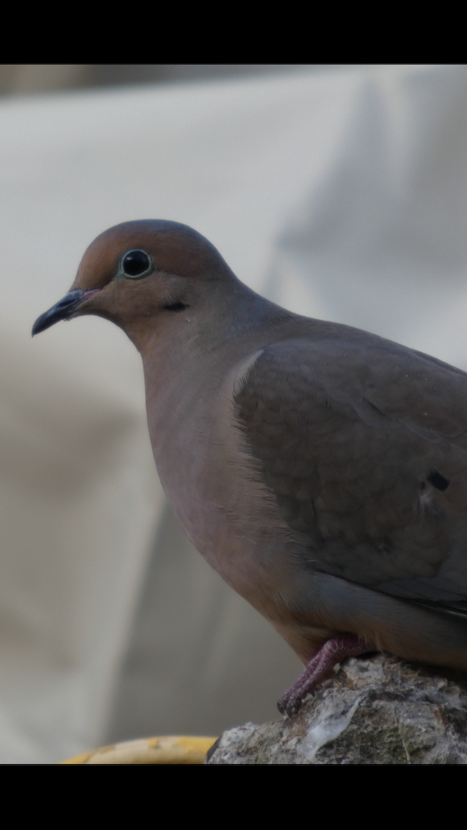 תורית אמריקנית - ML646999925