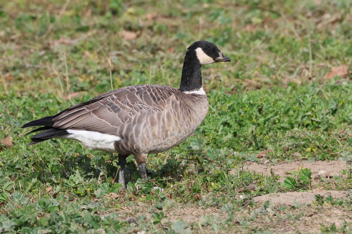 berneška malá (ssp. leucopareia) - ML646999926