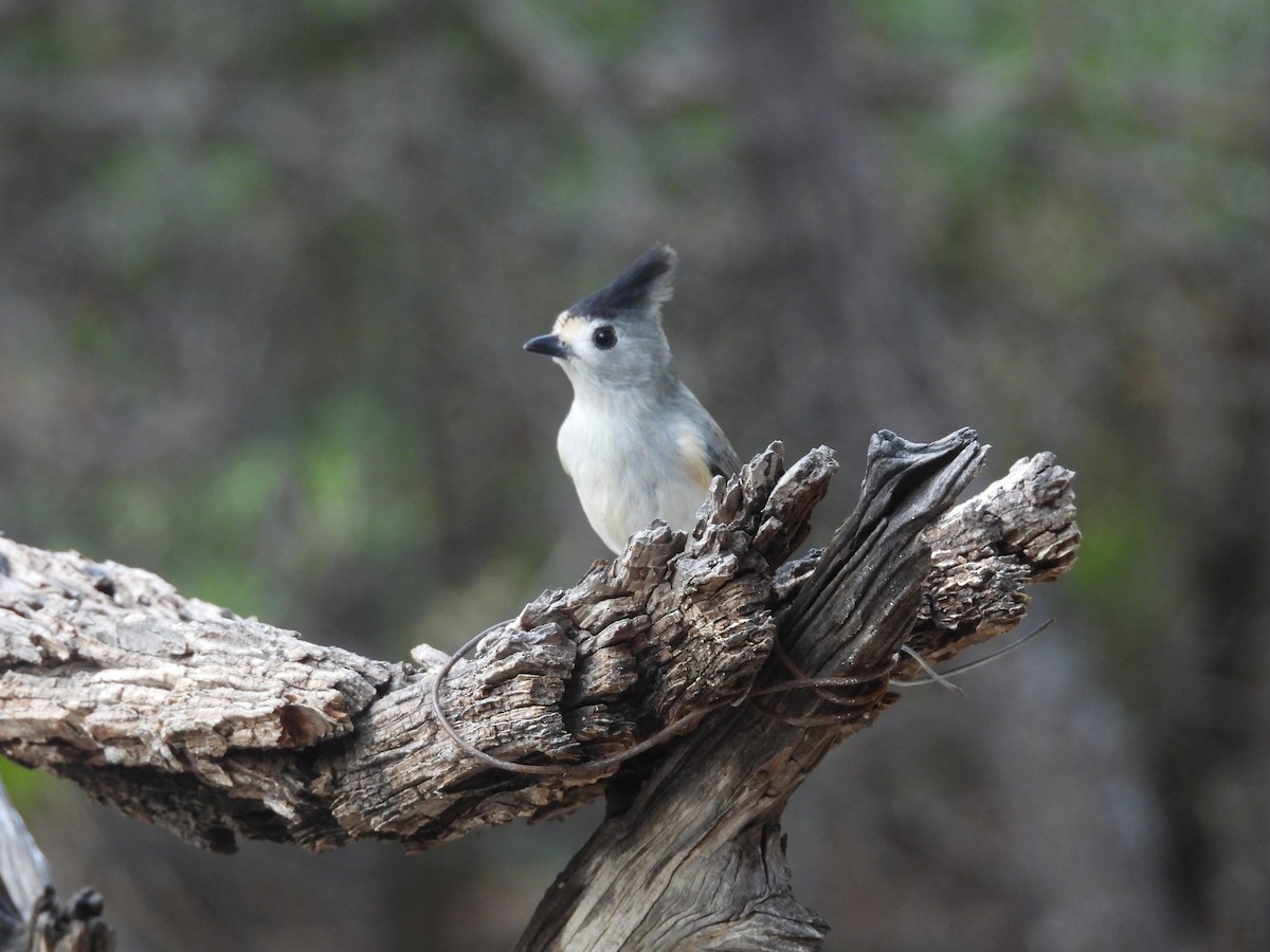 sýkora černochocholatá - ML646999936