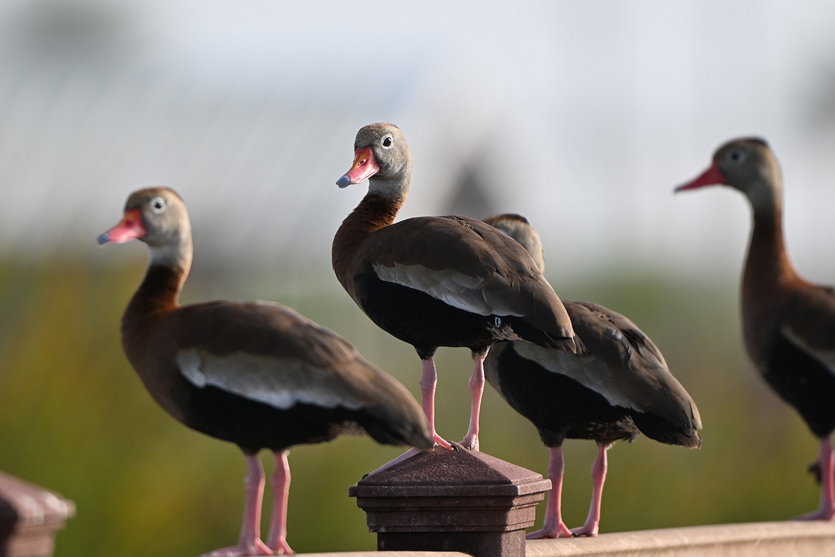Black-bellied Whistling-Duck - ML646999938