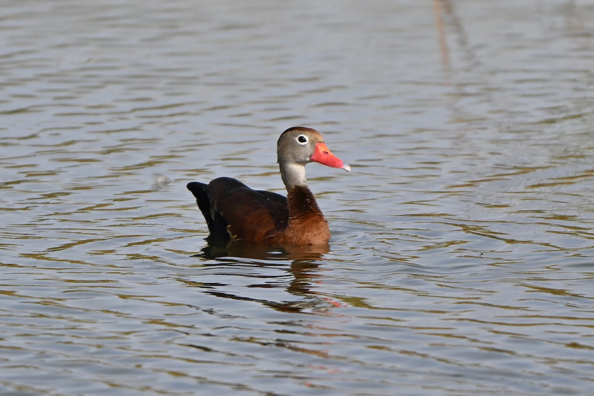 Black-bellied Whistling-Duck - ML646999939