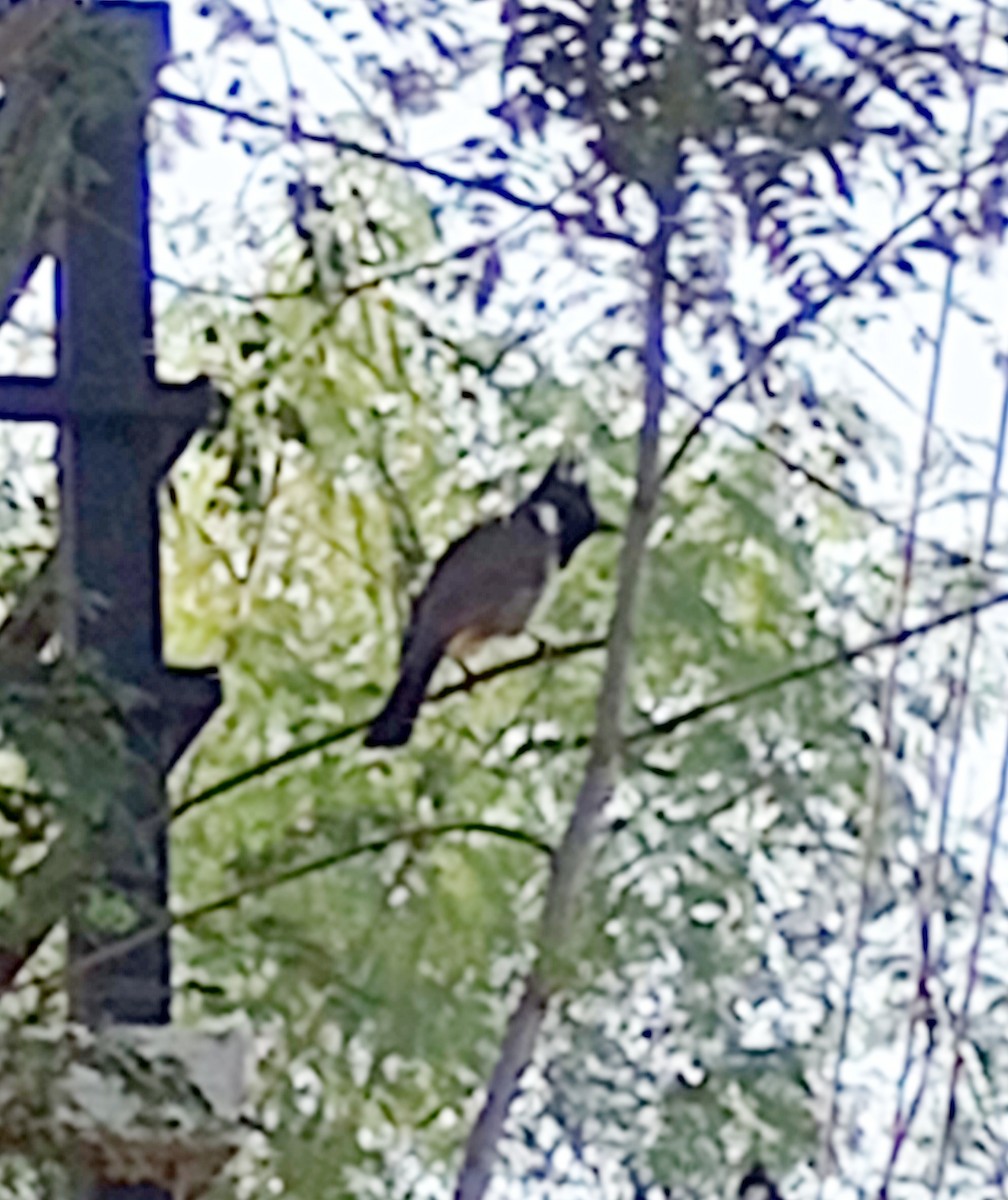 Himalayan Bulbul - ML646999941