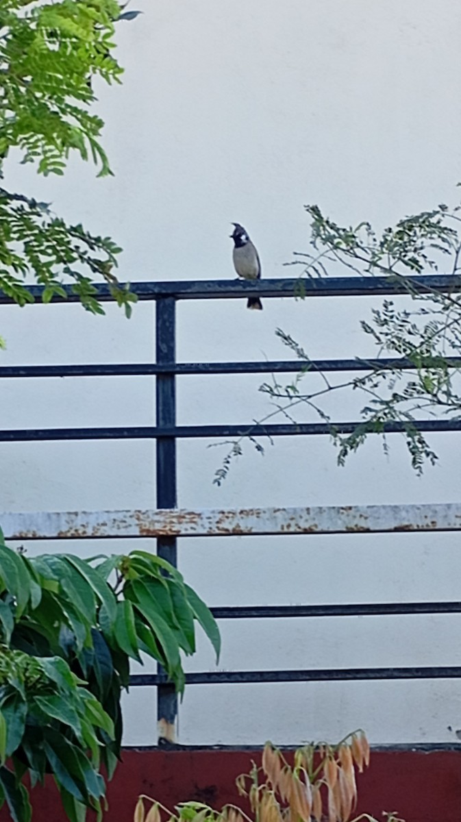 Himalayan Bulbul - ML646999942