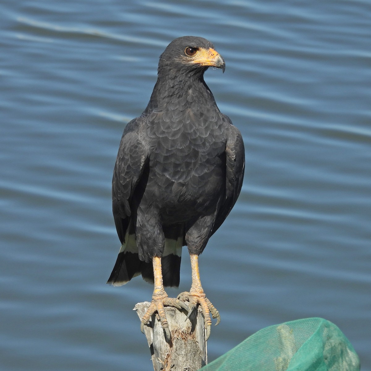 Buse noire - ML646999943