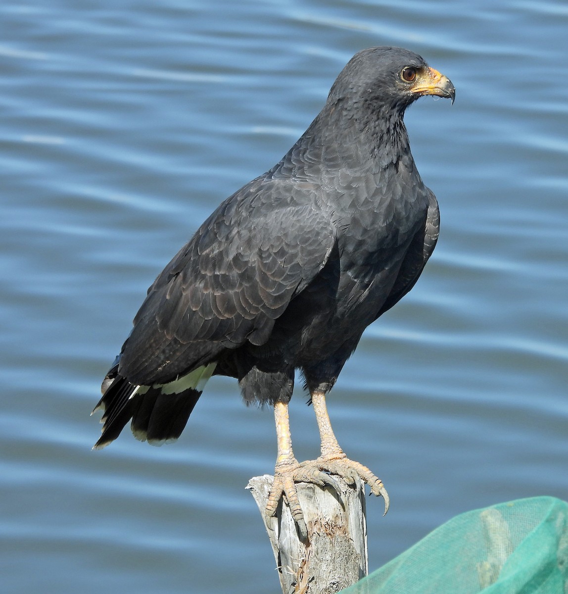 Buse noire - ML646999944