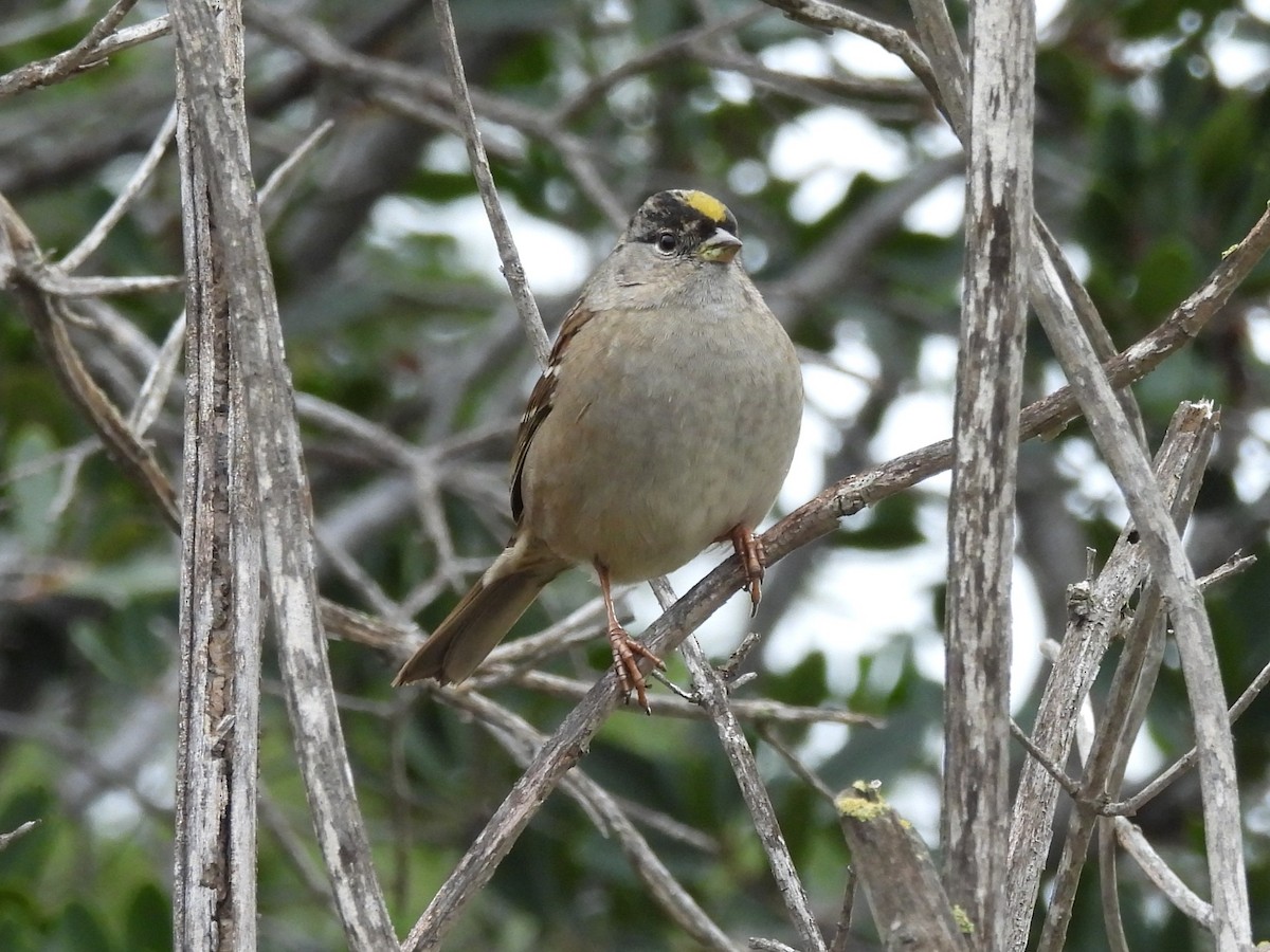 Golden-crowned Sparrow - ML646999947