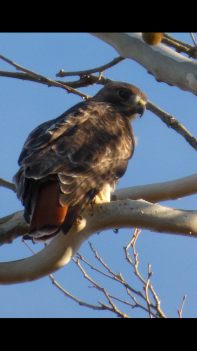 Red-tailed Hawk - ML646999948