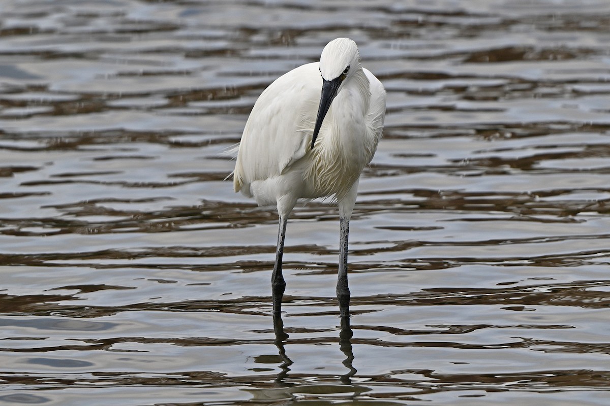 Reddish Egret - ML646999954
