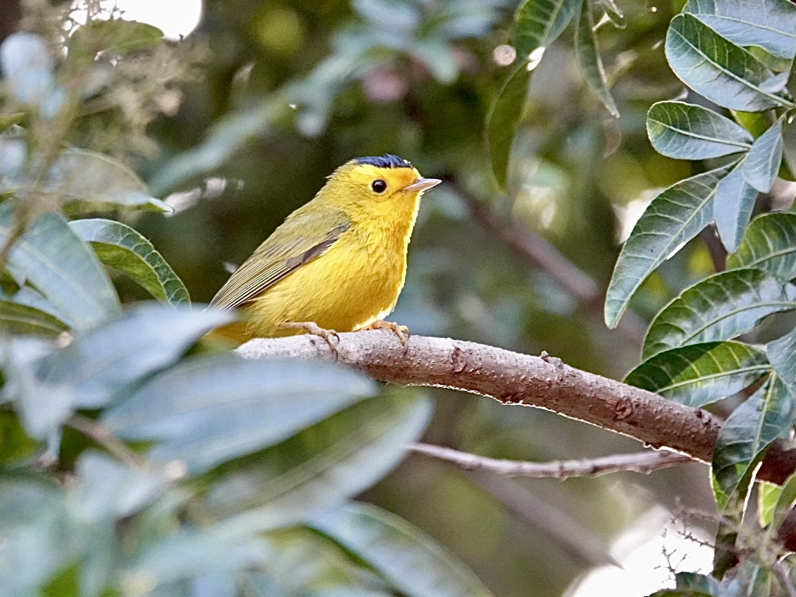 Малая вильсония - ML646999955